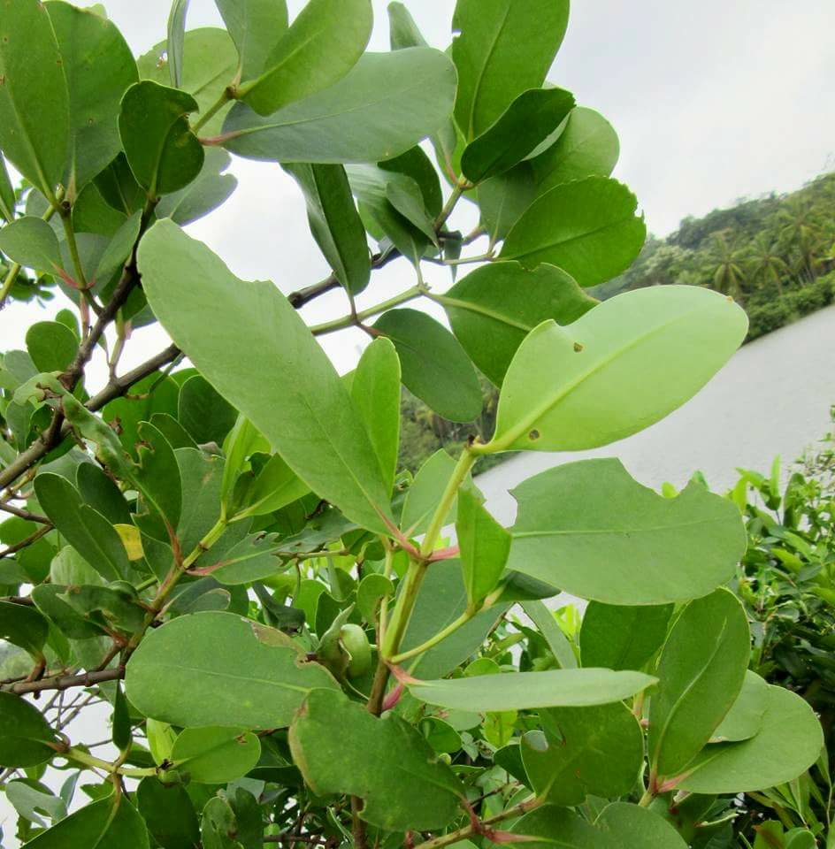 Sonneratia caseolaris